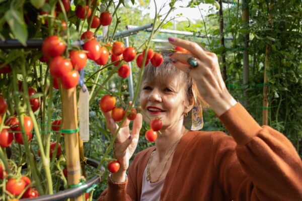 DAVIS tomato Pomodoro Dattero Davis UC Gordie Hanna semi