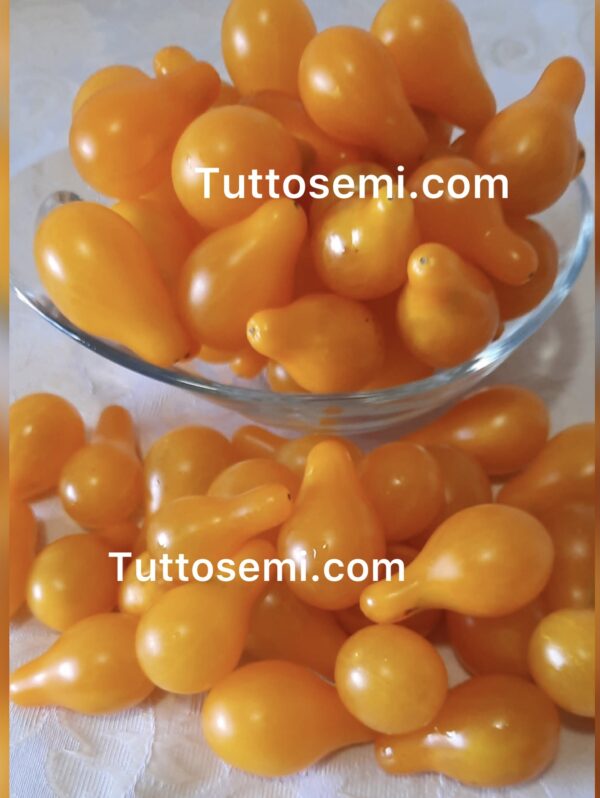 IMG_9375 (1) Pomodoro Lampadina Giallo semi