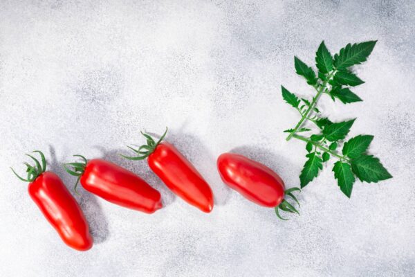 Pomodoro San Marzano Selezione Gigante semi