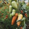 Pomodoro San Marzano Selezione Gigante semi