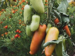 SANMAR2 Pomodoro San Marzano Selezione Gigante semi
