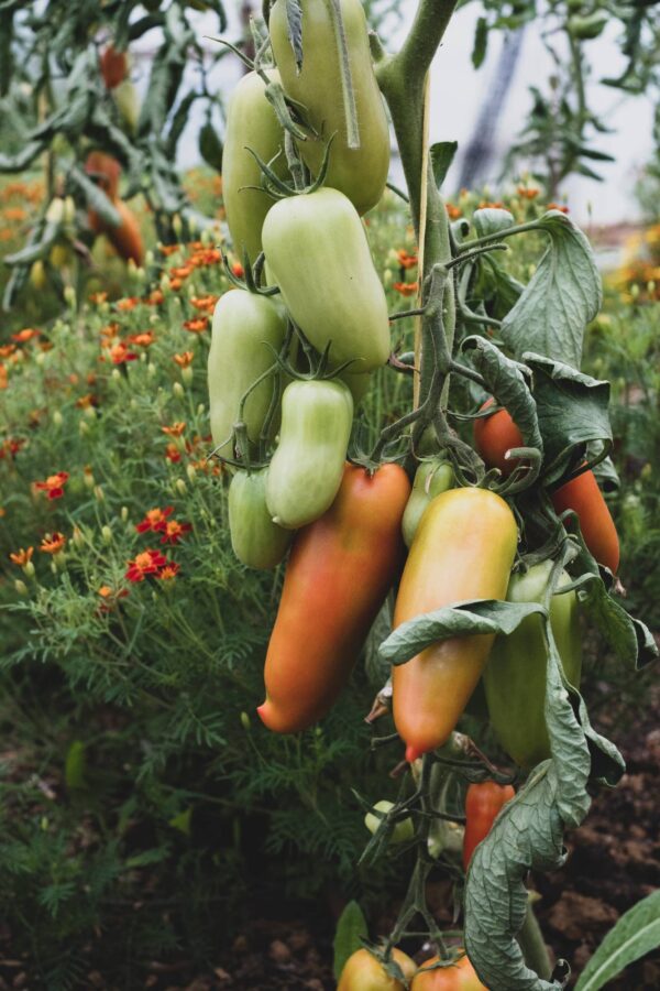 Pomodoro San Marzano Selezione Gigante semi