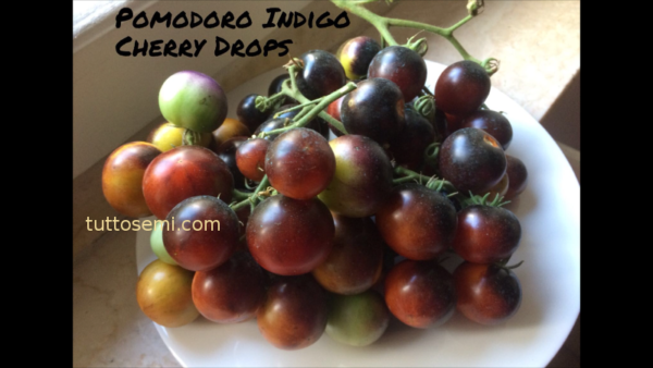 chd Pomodoro Indigo Cherry Drops semi