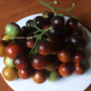 chd1 Pomodoro Indigo Cherry Drops semi