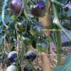 chd2 Pomodoro Indigo Cherry Drops semi