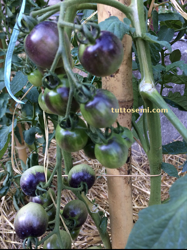 chd2 Pomodoro Indigo Cherry Drops semi