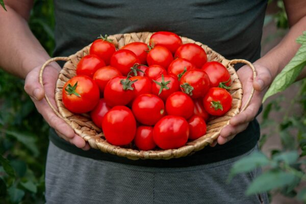 Pomodoro di Colgar  semi