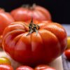 Pomodoro Panoncina - Ladino di Pannocchia semi