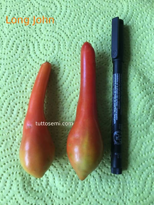 lonj4 Pomodoro Long John semi
