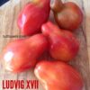 lud Pomodoro Ludvig XVII semi