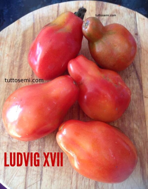 lud Pomodoro Ludvig XVII semi