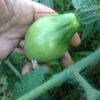 lud1 Pomodoro Ludvig XVII semi