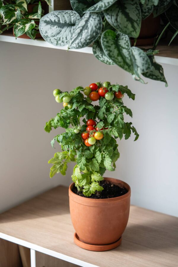 minibell Pomodoro Mini Bell semi
