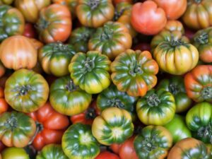 Pomodoro Muchamiel collo verde semi