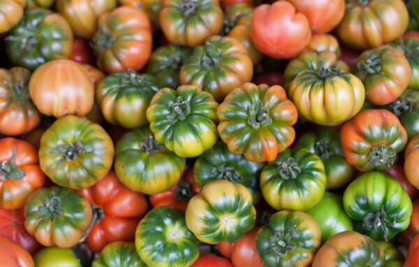 muchamiel collo verde Pomodoro Muchamiel collo verde semi