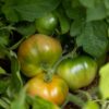 muchamiel green Pomodoro Muchamiel collo verde semi