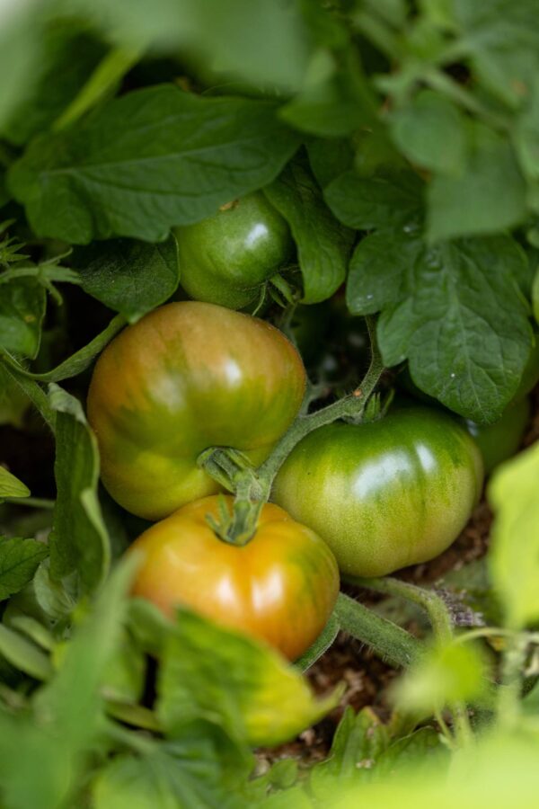 muchamiel green Pomodoro Muchamiel collo verde semi