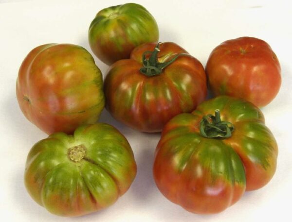 muchgg Pomodoro Muchamiel collo verde semi