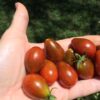 Pomodoro Perino Cioccolato