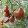Pomodoro Perino Cioccolato