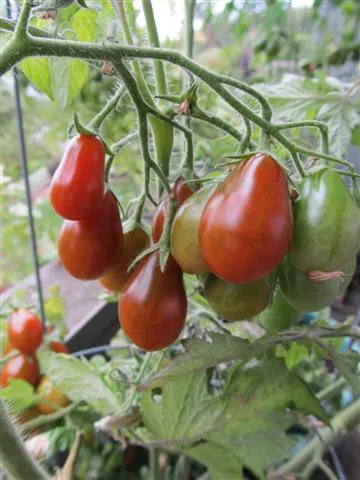 Pomodoro Perino Cioccolato