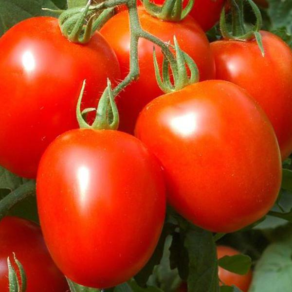 Pomodoro Petomech nano da salsa semi