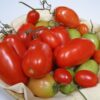 piac Pomodoro Piacentino Nano semi