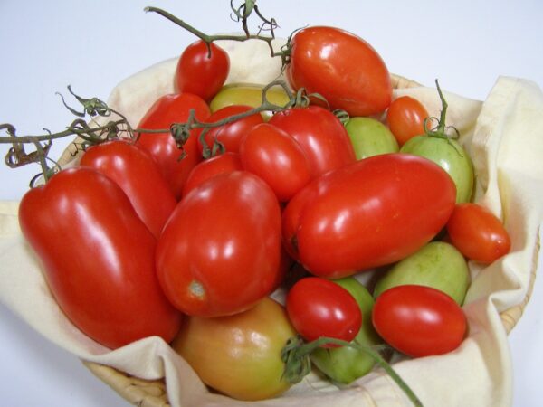 piac Pomodoro Piacentino Nano semi