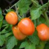 piac1 Pomodoro Piacentino Nano semi