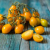 pieg Pomodoro Piennolo del Vesuvio Giallo semi