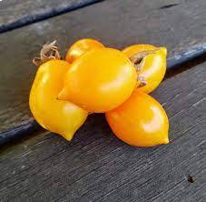 pieg1 Pomodoro Piennolo del Vesuvio Giallo semi