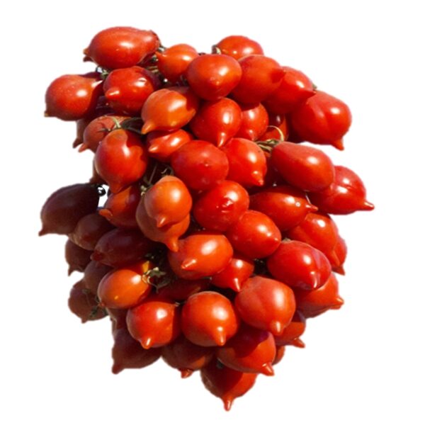 Pomodoro Piennolo del vesuvio di Agerola semi