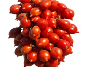 Pomodoro Piennolo del vesuvio di Ercolano