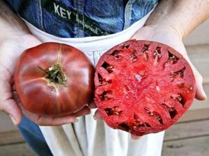 Pomodoro Cherokee Purple semi