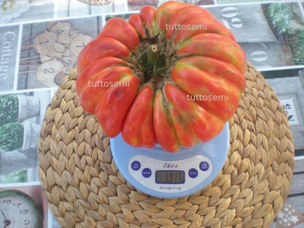 pomodoro gigante 2 (1) Pomodoro Gigante Buono di Alessandro da gara semi
