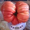 pomodoro gigante 3 Pomodoro Gigante Buono di Alessandro da gara semi