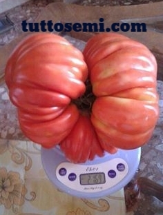pomodoro gigante 3 Pomodoro Gigante Buono di Alessandro da gara semi