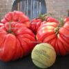 pomodoro gigante alessandro Pomodoro Gigante Buono di Alessandro da gara semi