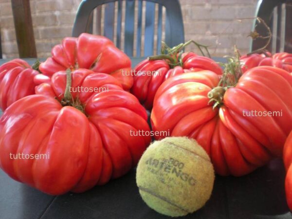 pomodoro gigante alessandro Pomodoro Gigante Buono di Alessandro da gara semi