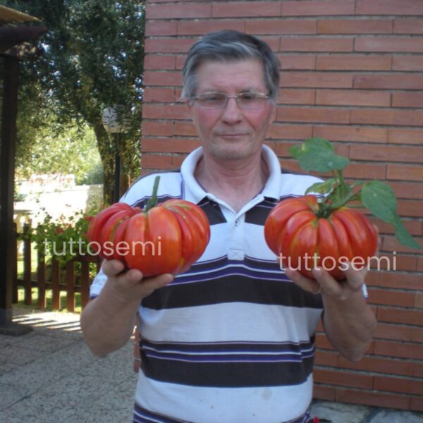 pomodoro gigante tut Pomodoro Gigante Buono di Alessandro da gara semi
