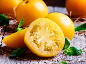 Pomodoro Ponderosa giallo da serbo siccagno  semi