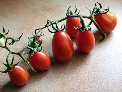 Pomodoro Re Umberto Rarissimo (Re Fiascone )