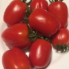Pomodoro Re Umberto Rarissimo (Re Fiascone )