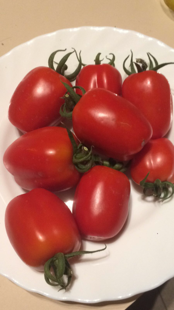 Pomodoro Re Umberto Rarissimo (Re Fiascone )