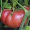 sanp Pomodoro di Saint Pierre