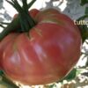 sor Pomodoro Rosa di Sorrento semi