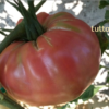 sor Pomodoro Rosa di Sorrento semi