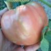sor1 Pomodoro Rosa di Sorrento semi