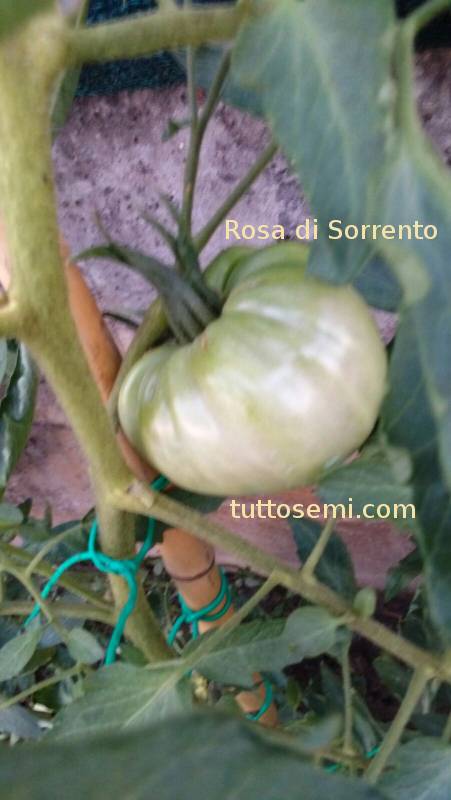sor2 Pomodoro Rosa di Sorrento semi
