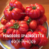 spag Pomodoro Spagnoletta di Formia e Gaeta semi